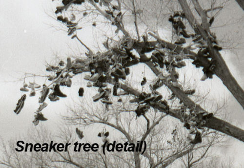 Detail from the Sneaker tree photograph